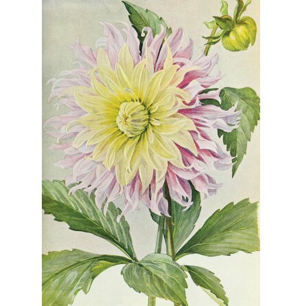 Poster - Dahlia 50x70 cm