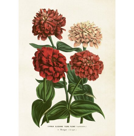 Poster Zinnia 50x70 cm