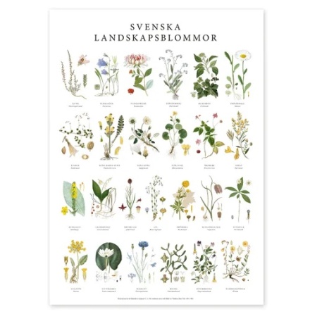 Poster - Svenska landskapsblommor 50x70